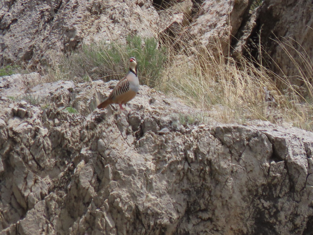 Chukar - Suzi Holt