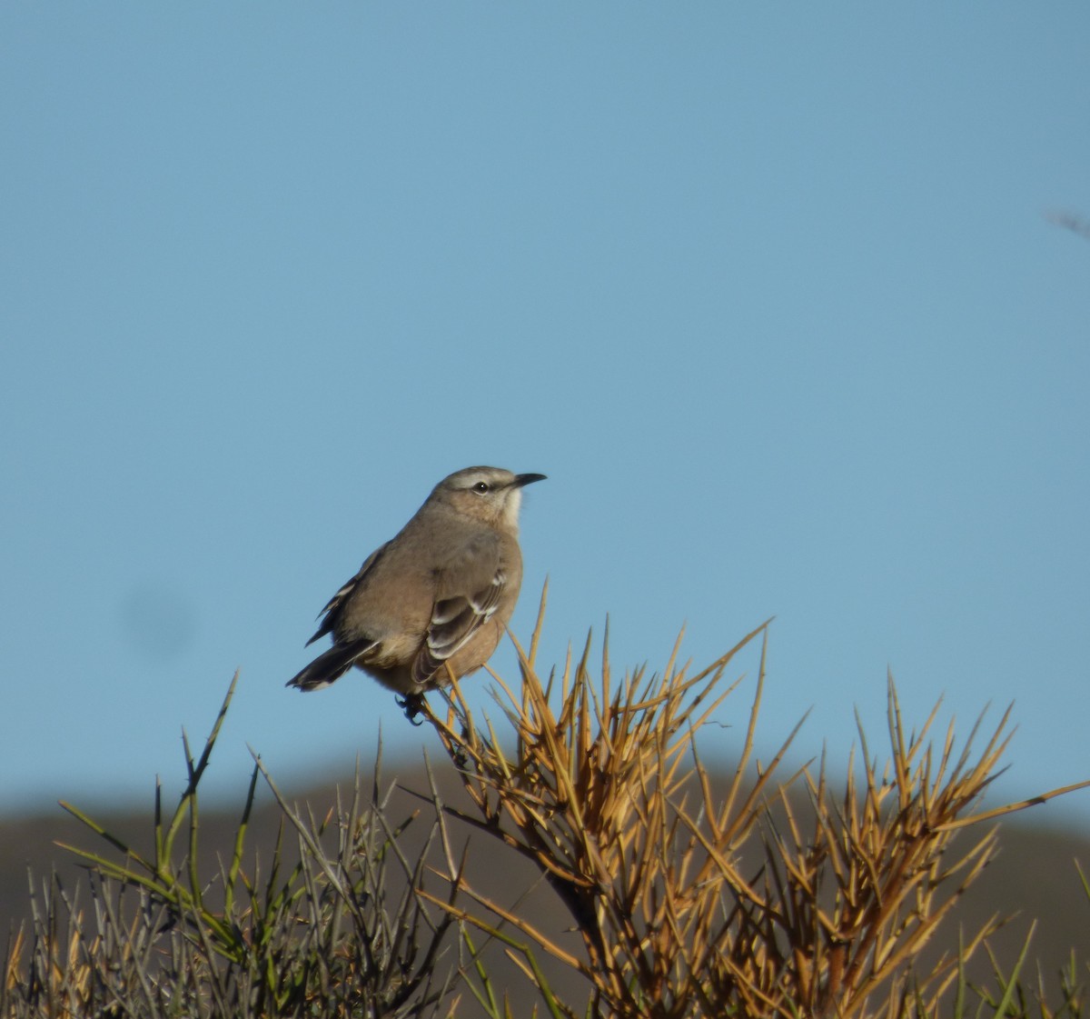 Sinsonte Patagón - ML227271061