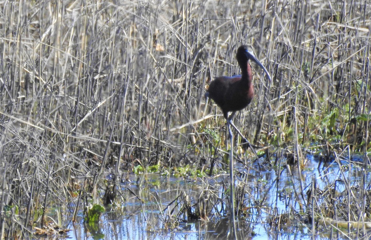 Glossy Ibis - Carol Baird Molander