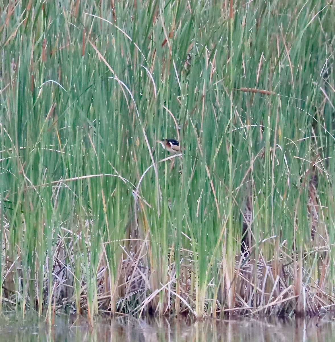 Least Bittern - ML227271621