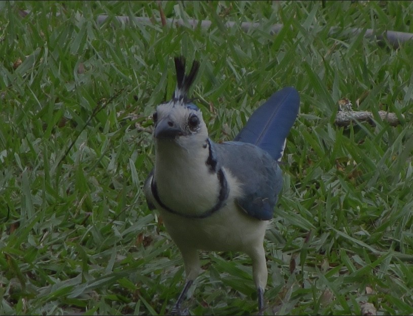 White-throated Magpie-Jay - Heidi Guttschuss