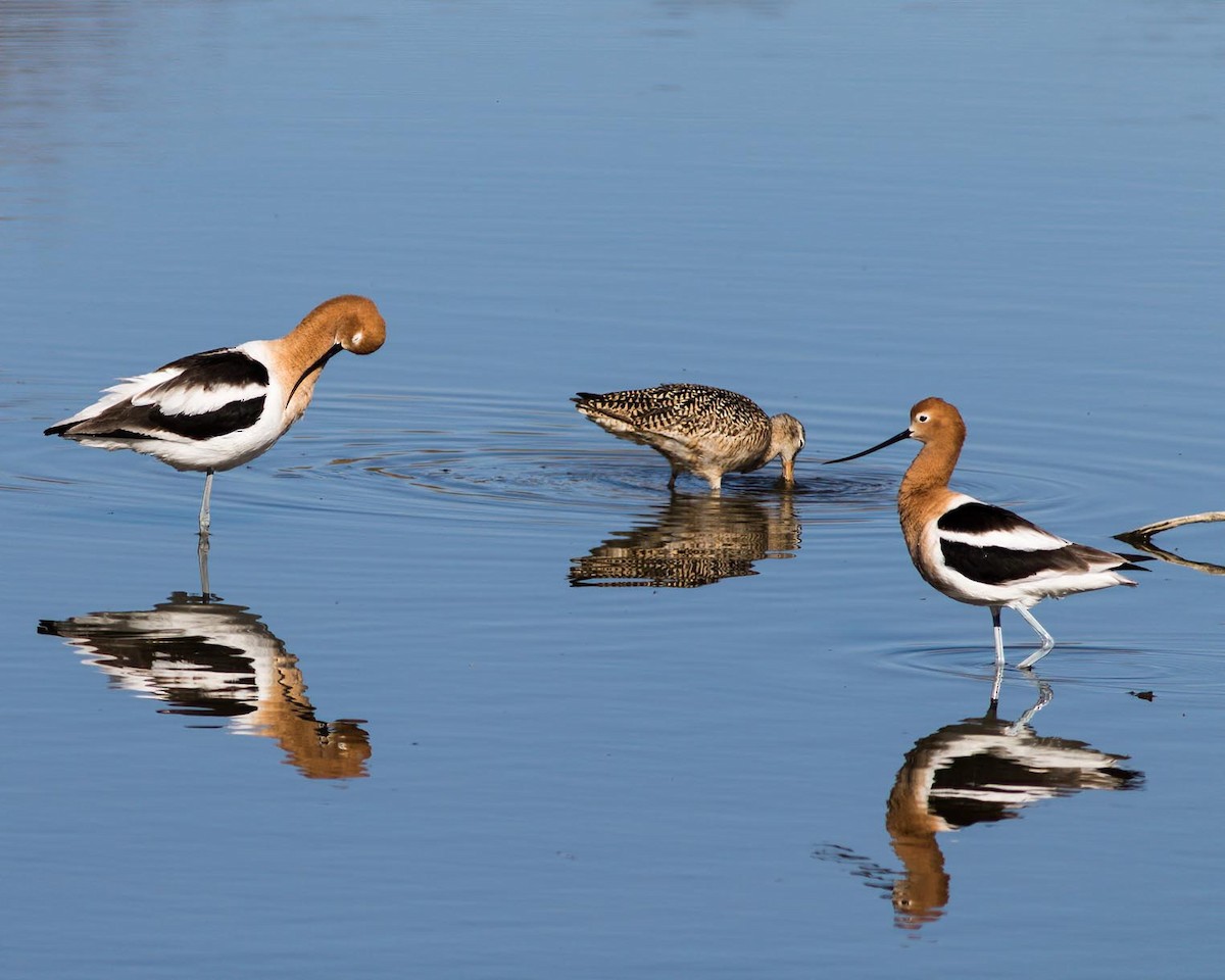 Avocette d'Amérique - ML227274681