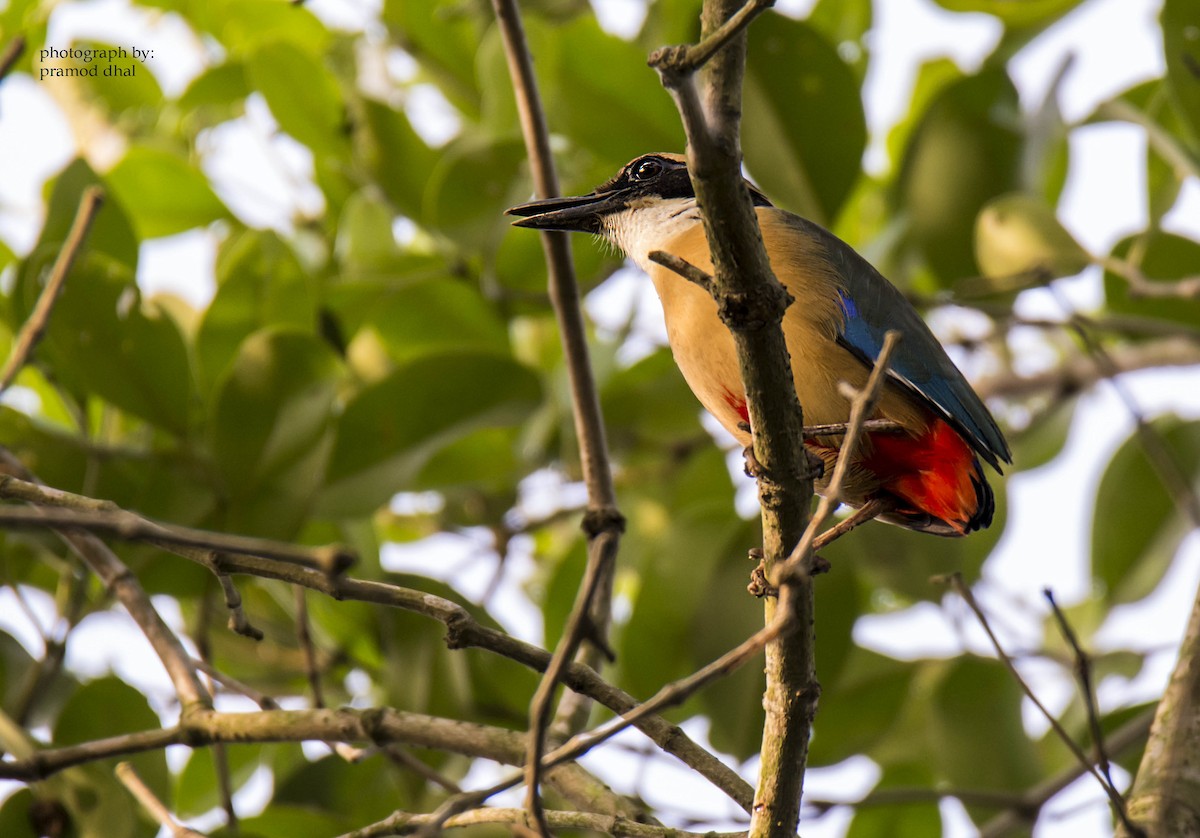 Mangrovepitta - ML22727511