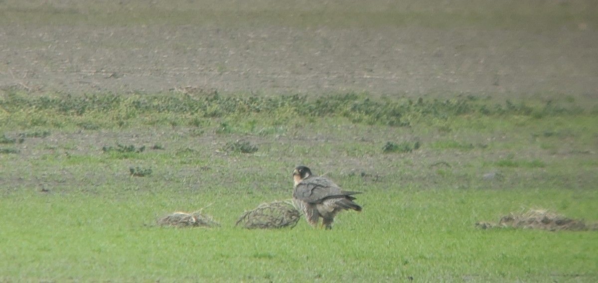 Peregrine Falcon - Trent   Bray