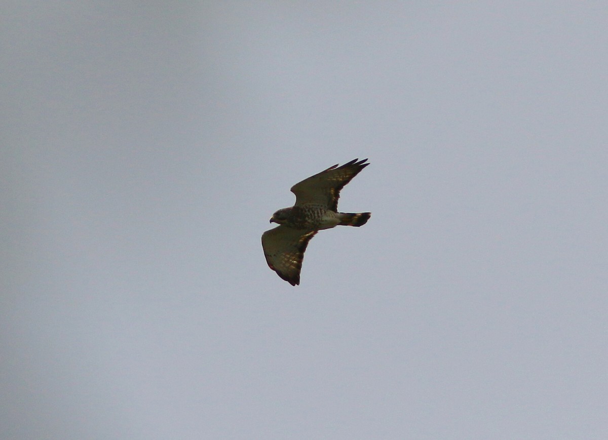 Broad-winged Hawk - John O'Brien