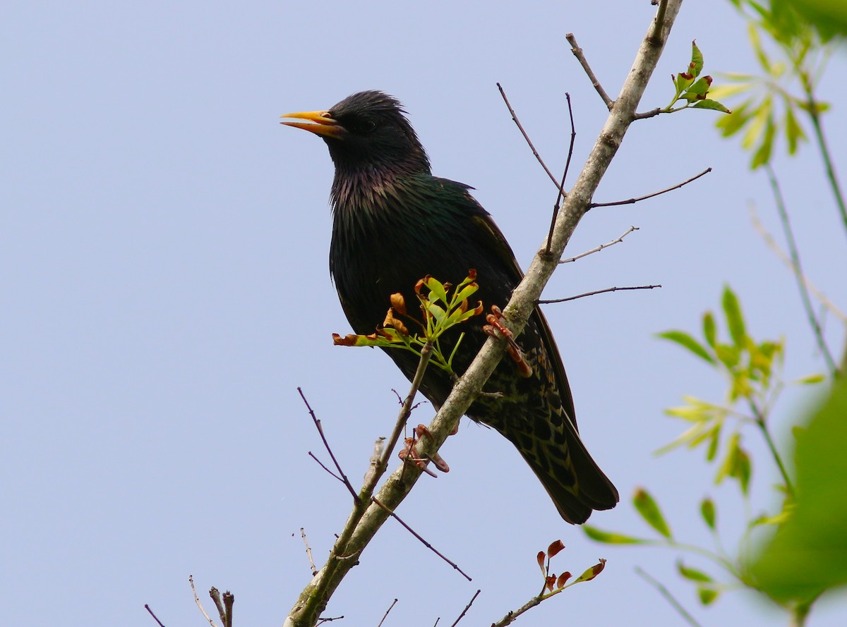 European Starling - ML227276921