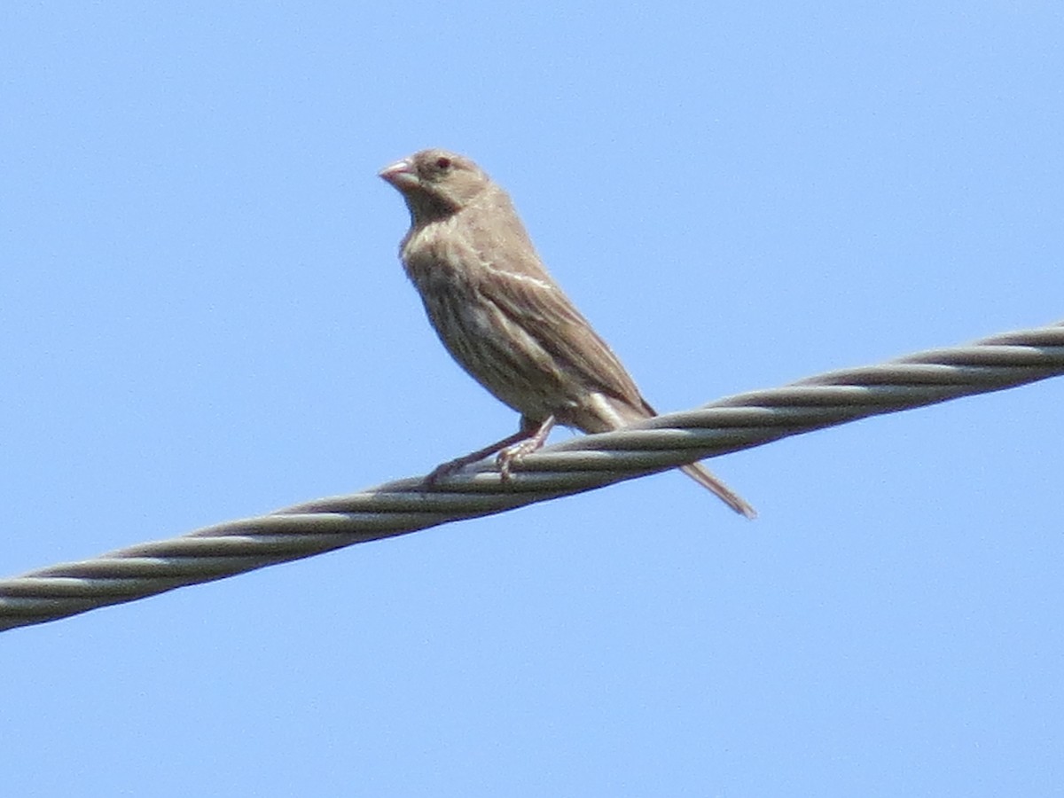 House Finch - ML227277011