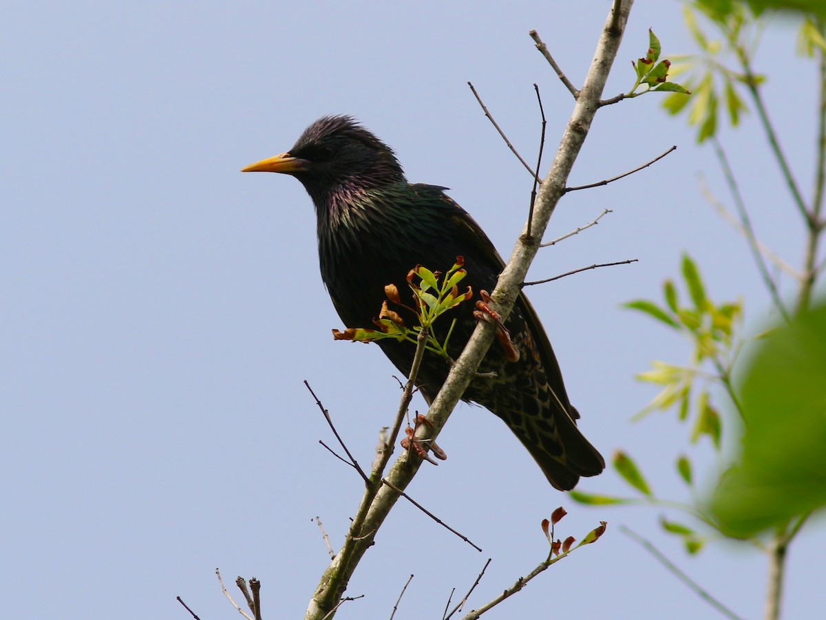 European Starling - ML227277111