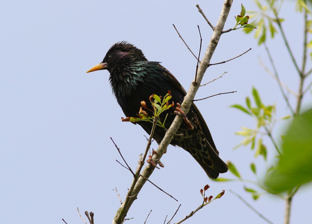 European Starling - ML227277501