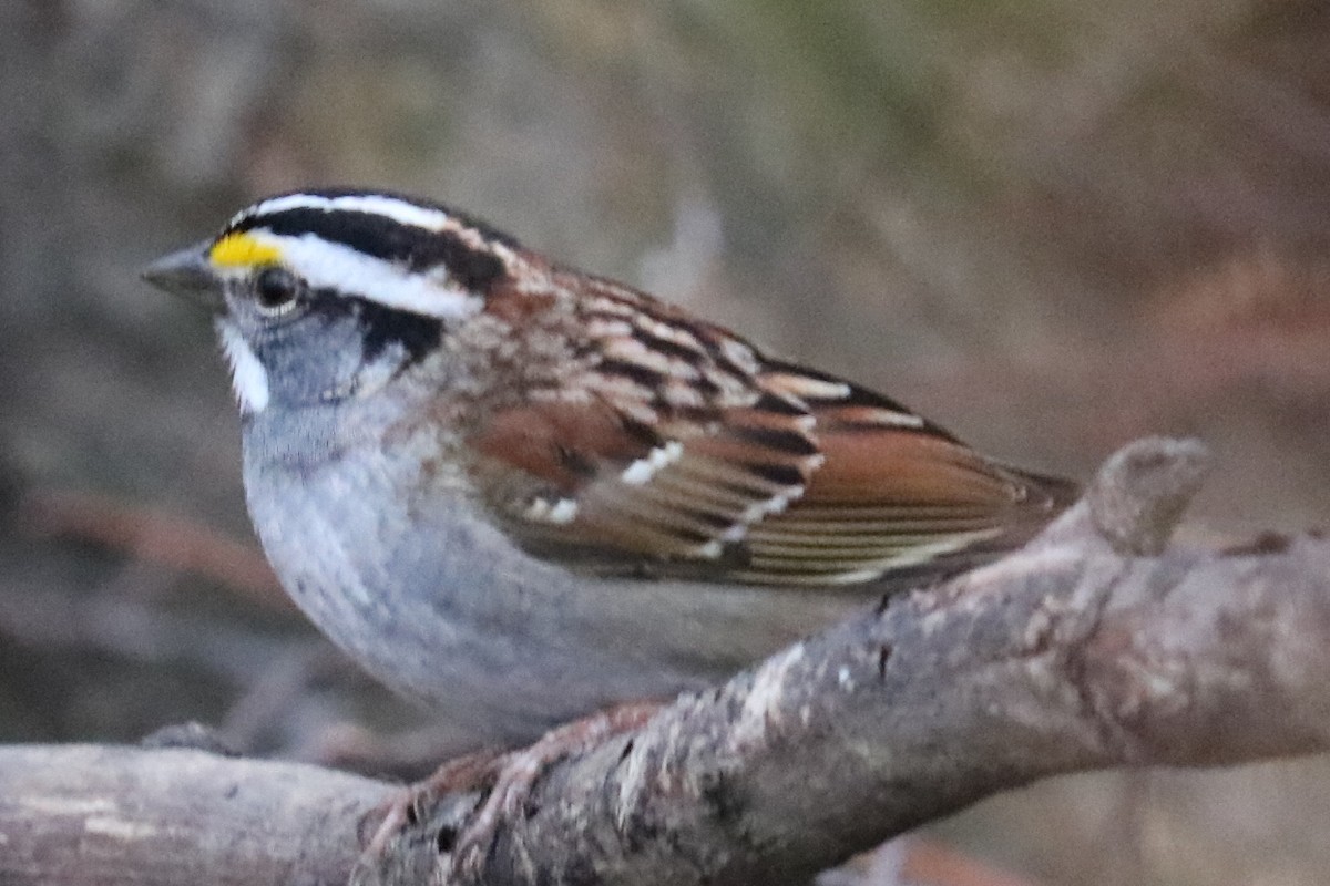 White-throated Sparrow - Ben Freeman