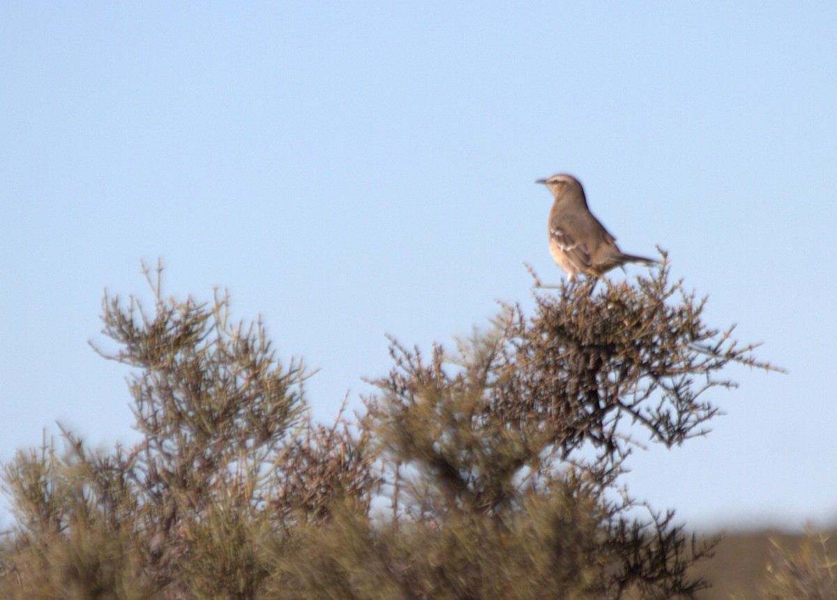 Sinsonte Patagón - ML227277931