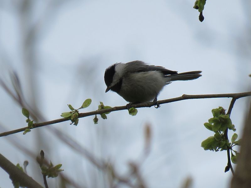 Carolina Chickadee - Tracy The Birder