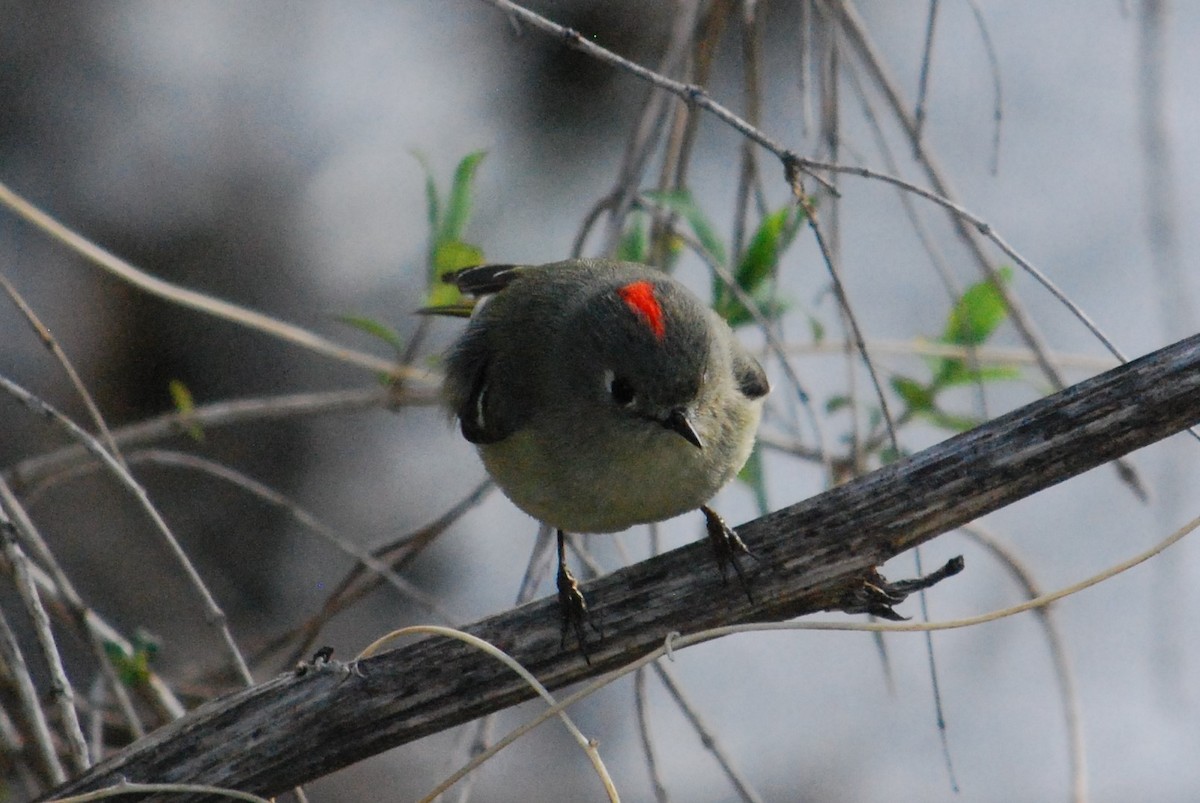 Ruby-crowned Kinglet - Cinnamon Bergeron