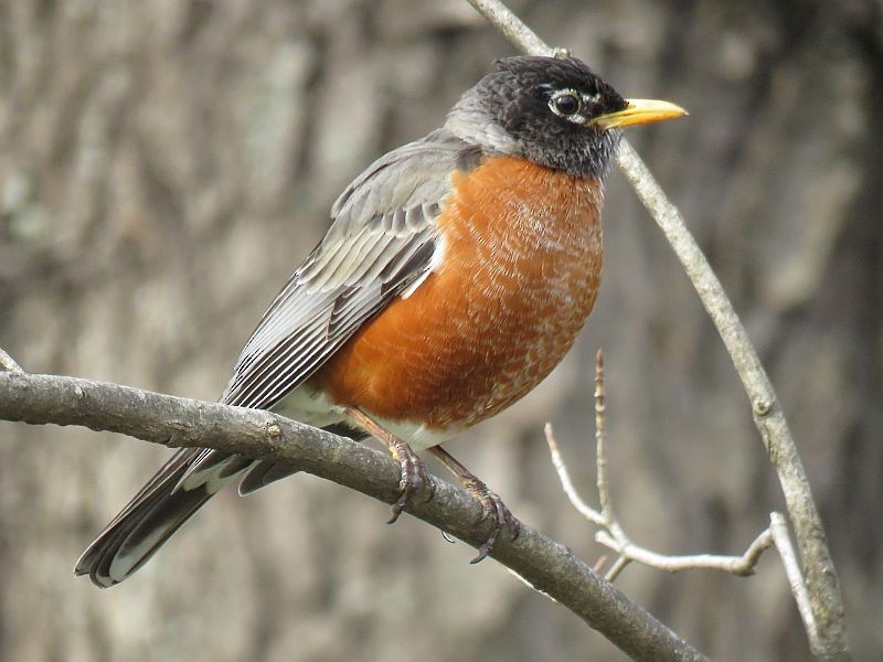 American Robin - ML227278411