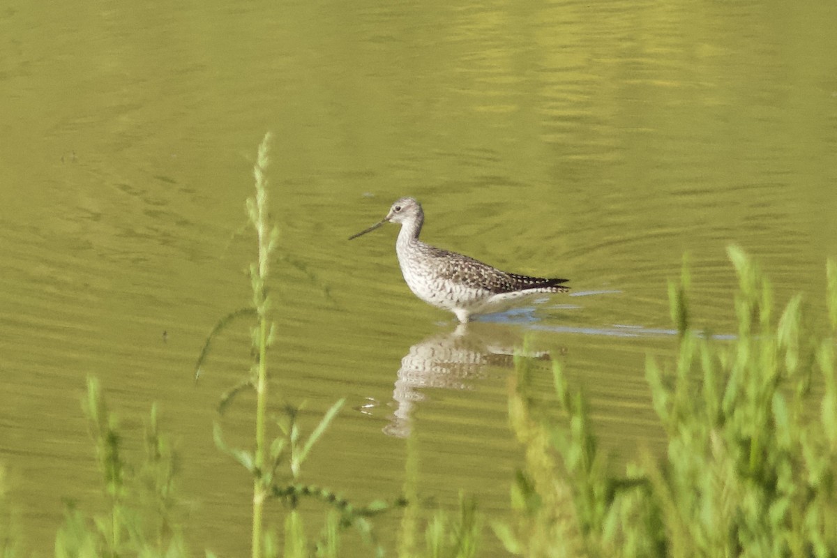 Greater Yellowlegs - ML227278511