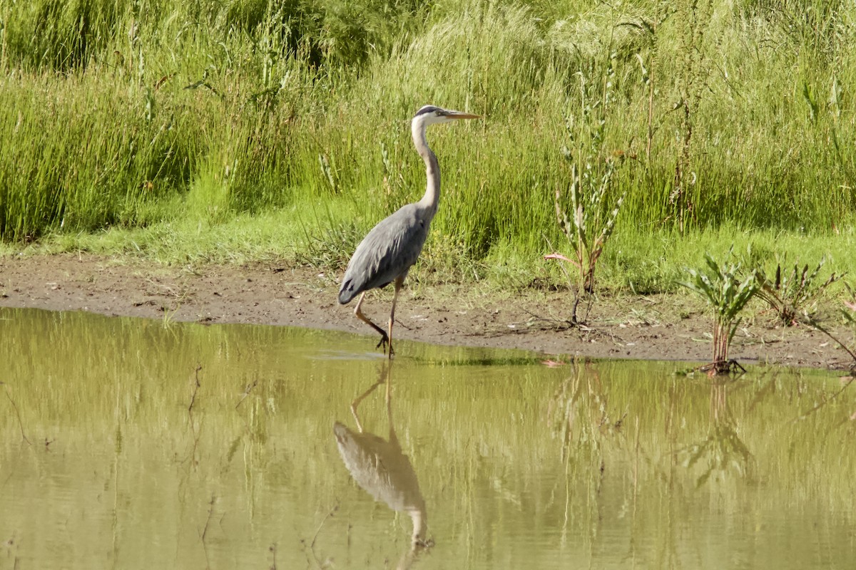 Great Blue Heron - Kenneth Skolnik