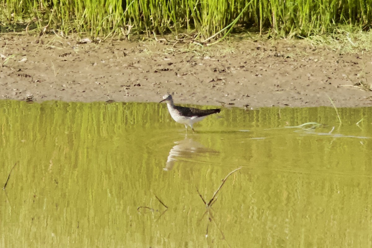 Solitary Sandpiper - ML227278991