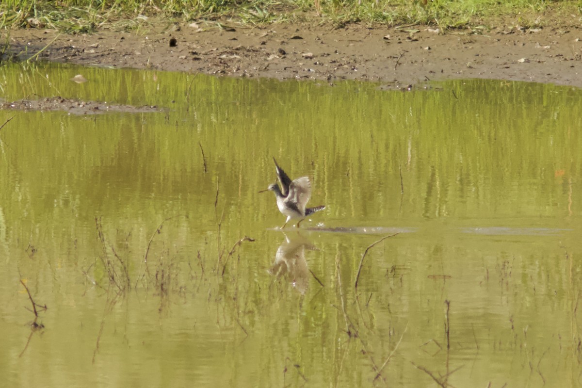 Solitary Sandpiper - Kenneth Skolnik