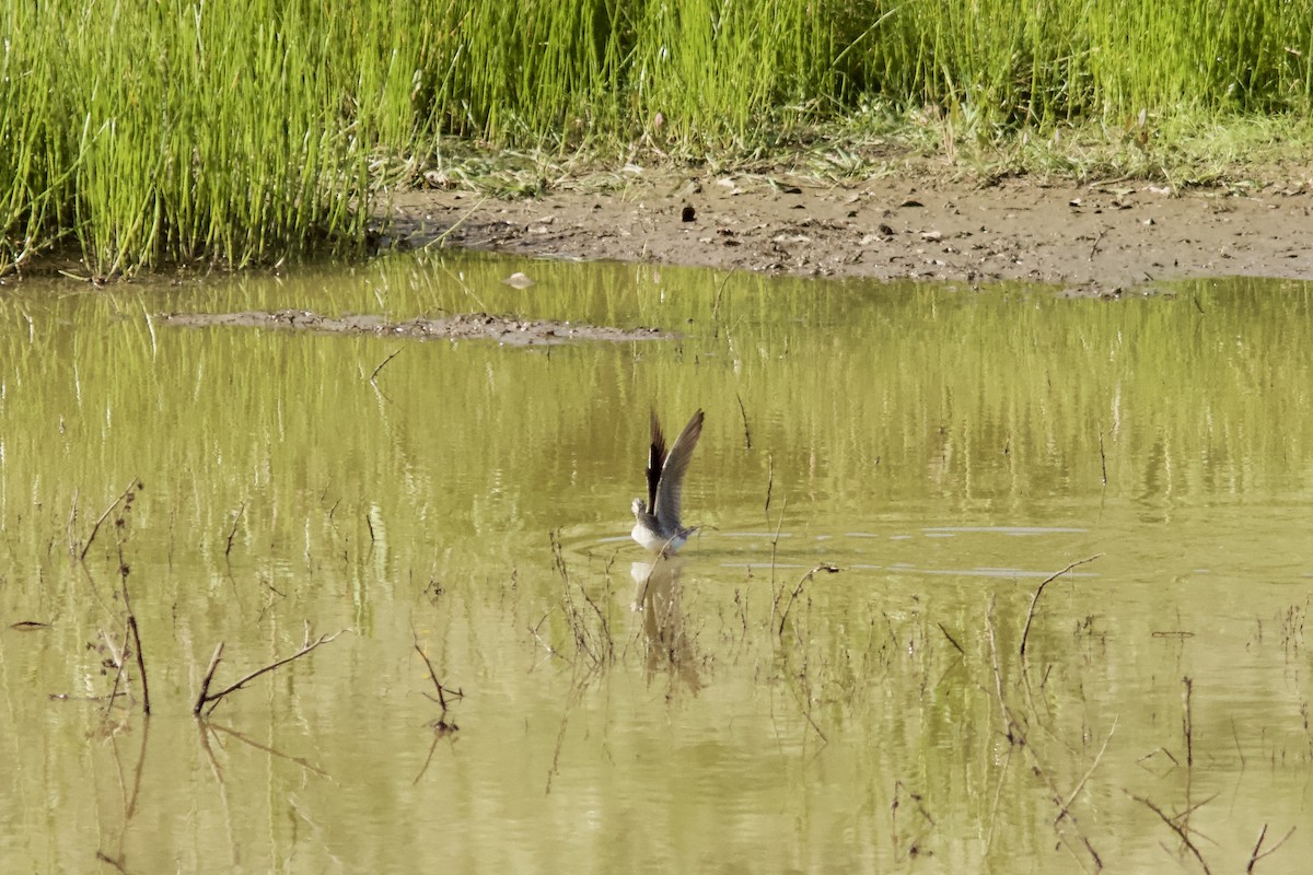 Solitary Sandpiper - Kenneth Skolnik