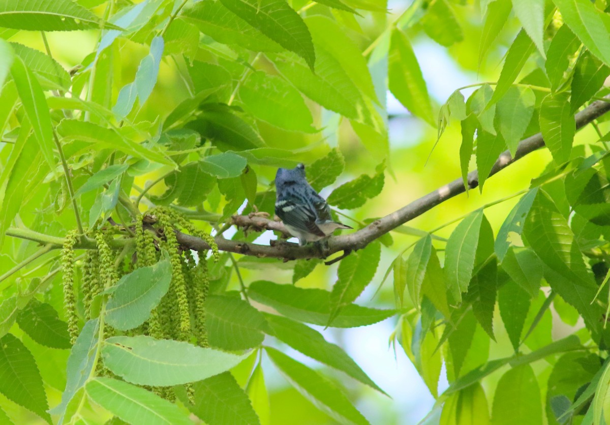 Cerulean Warbler - John O'Brien