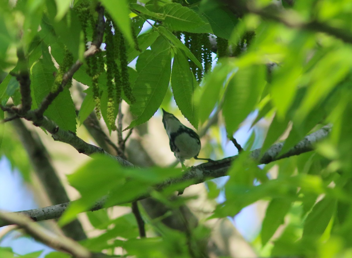 Cerulean Warbler - John O'Brien