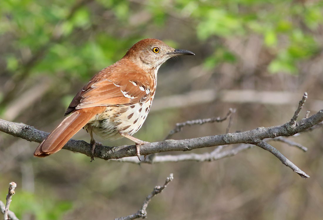 Brown Thrasher - Jay Gilliam
