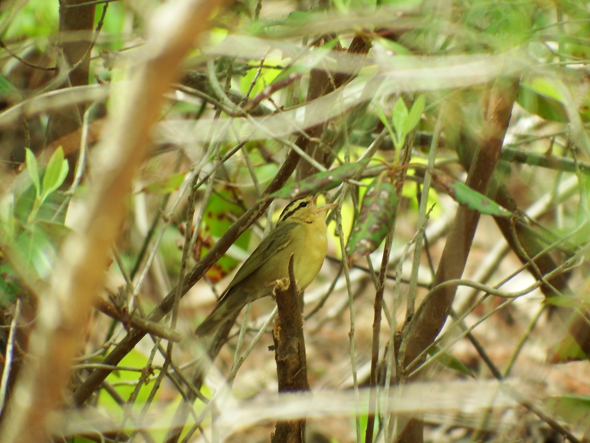 Worm-eating Warbler - ML227279641