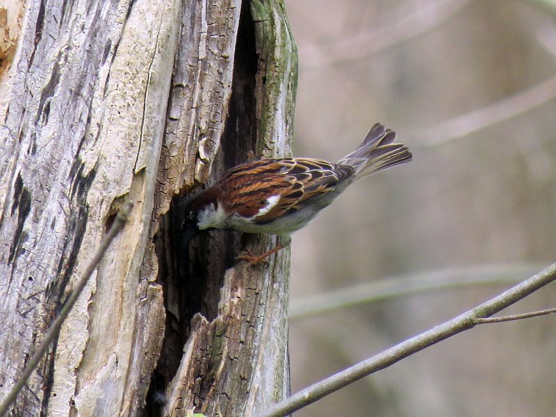 House Sparrow - ML227279821