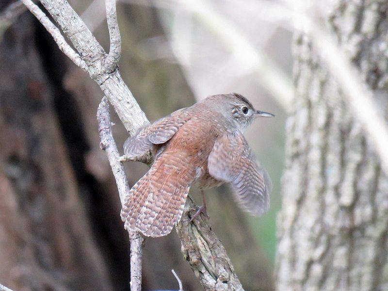 House Wren - Tracy The Birder