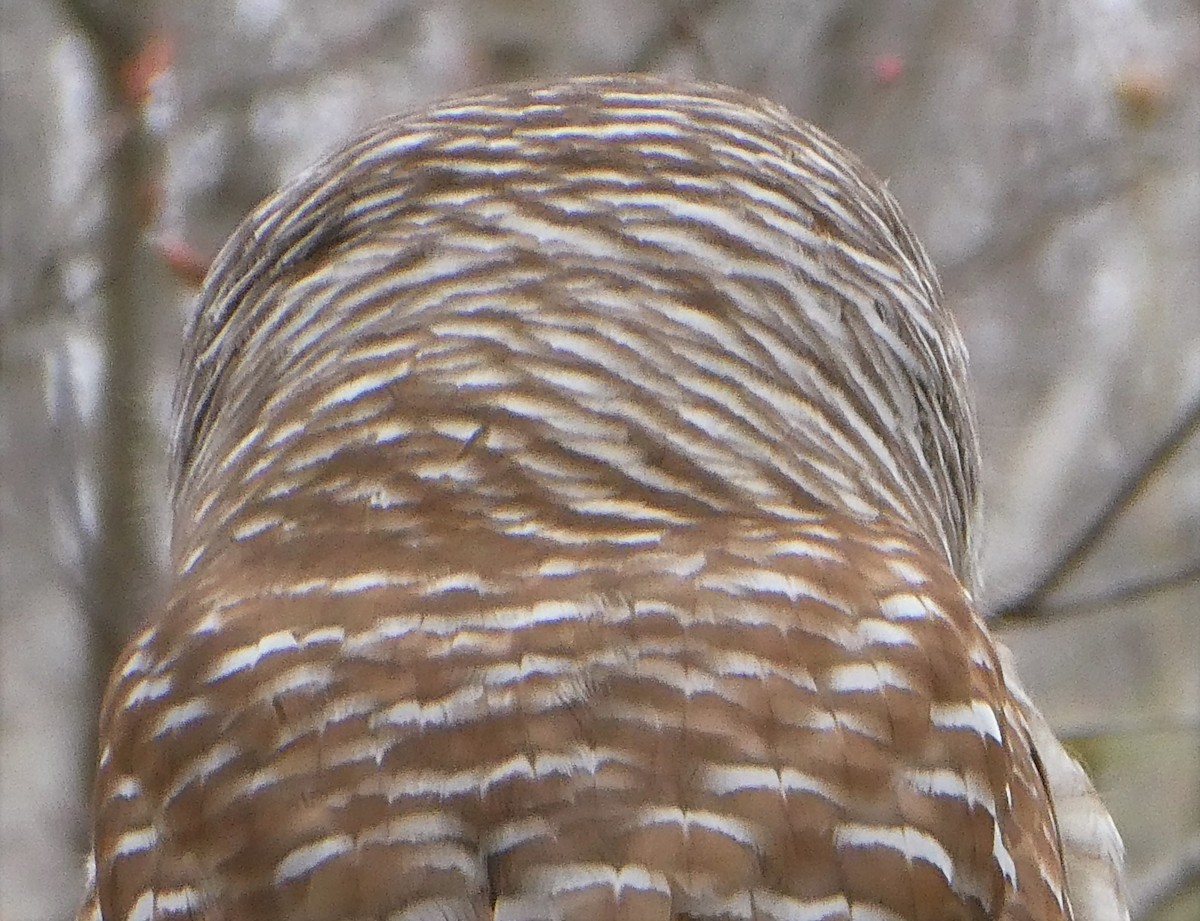 Barred Owl - ML227280091