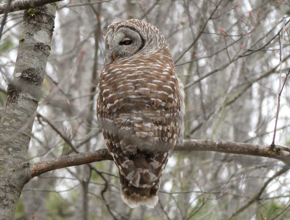 Barred Owl - ML227280101