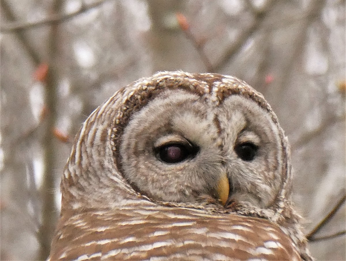 Barred Owl - ML227280111