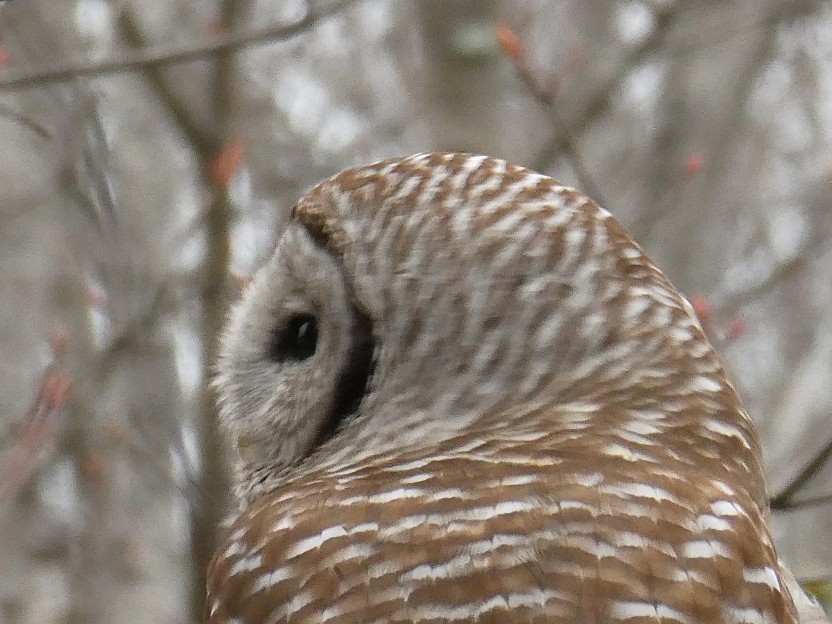 Barred Owl - ML227280141