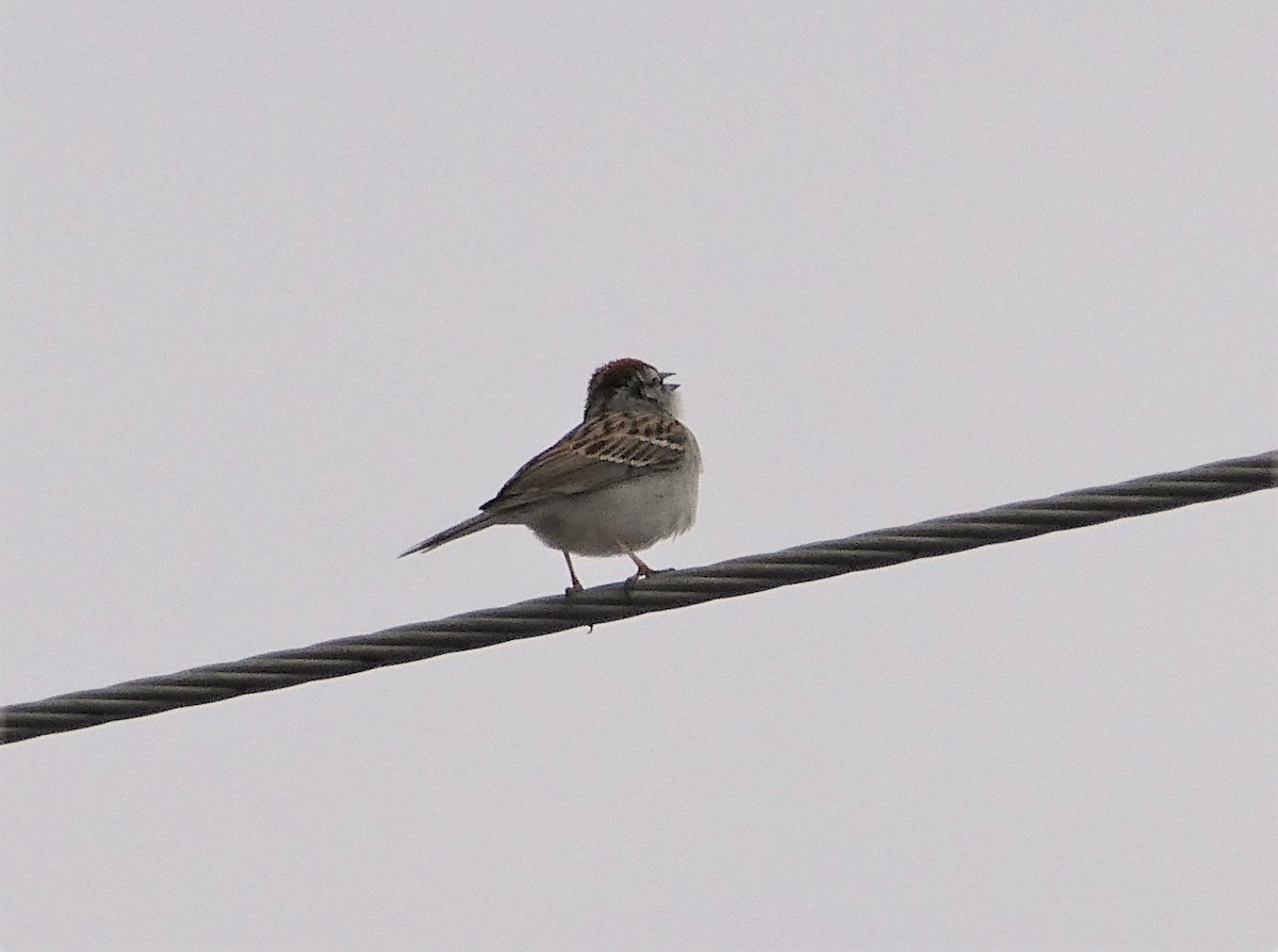 Chipping Sparrow - ML227280331