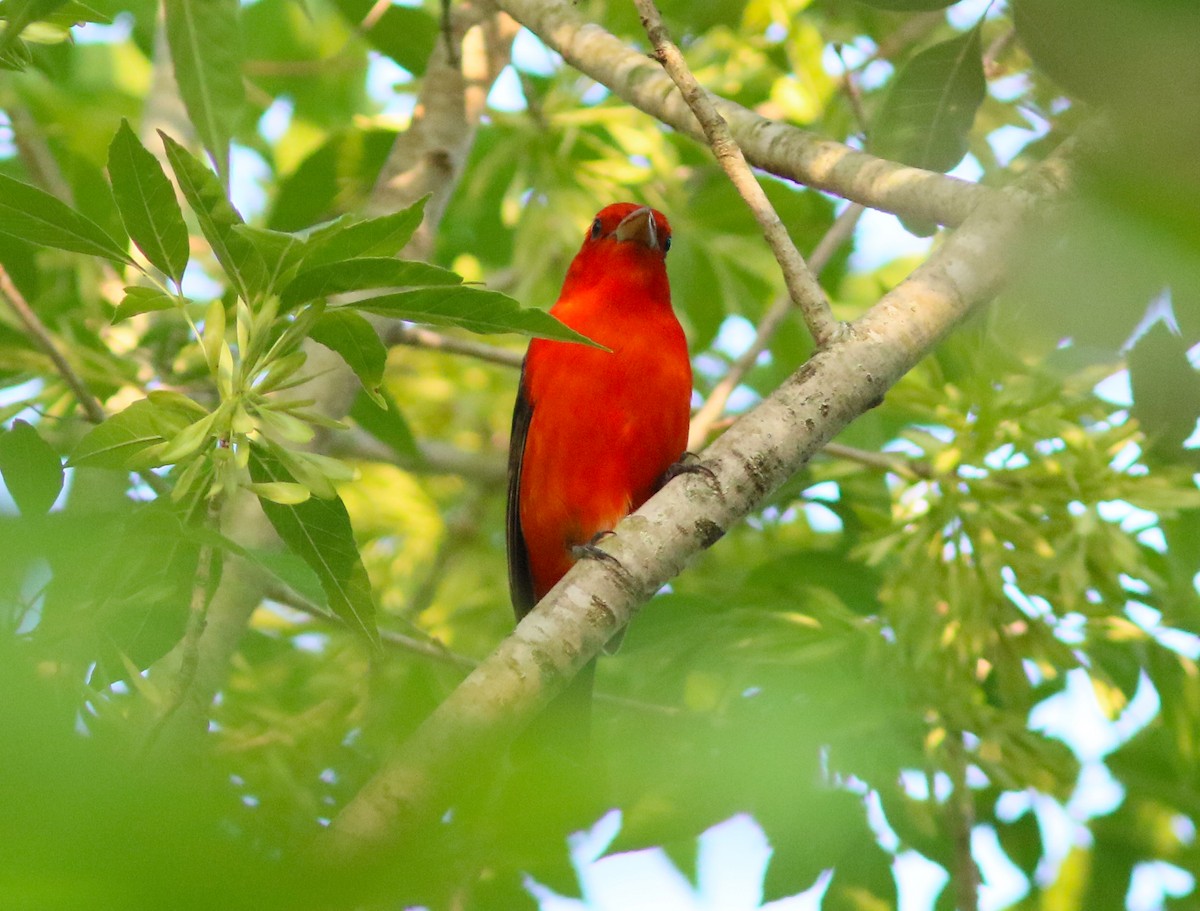 Scarlet Tanager - ML227281551