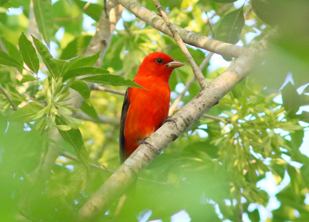 Scarlet Tanager - John O'Brien