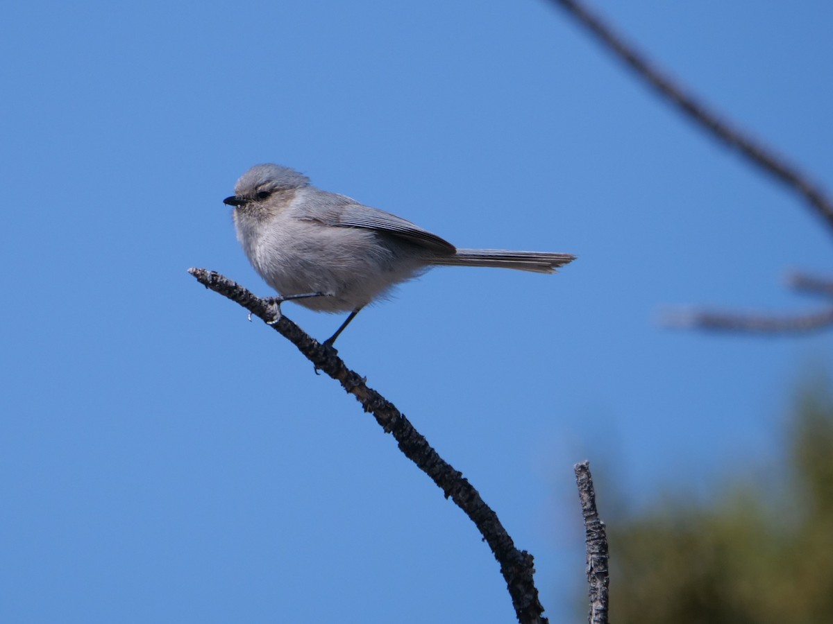 Bushtit - Chris Gilbert