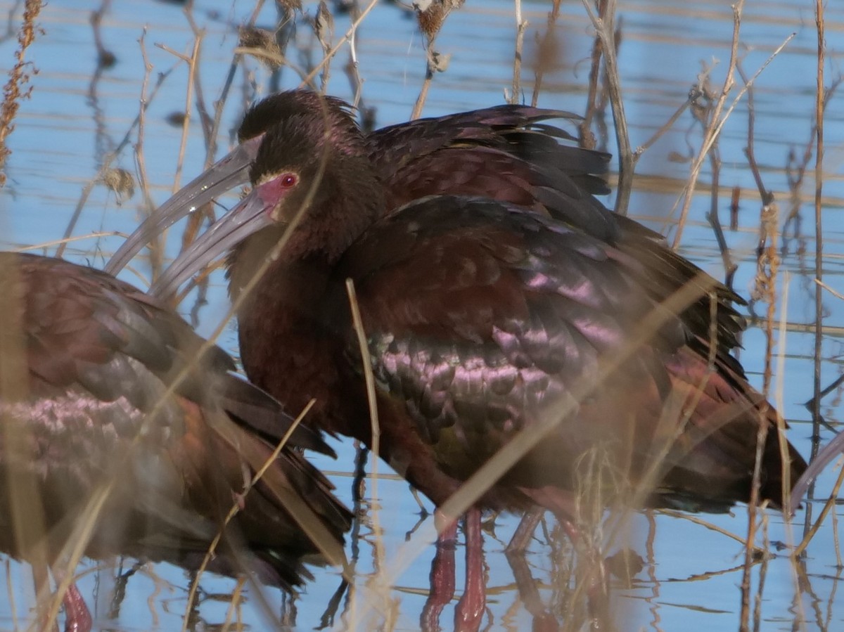 White-faced Ibis - Chris Gilbert