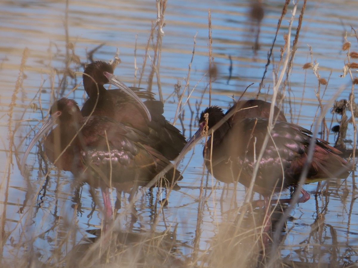 White-faced Ibis - ML227281941