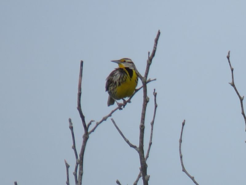 Eastern Meadowlark - ML227282791