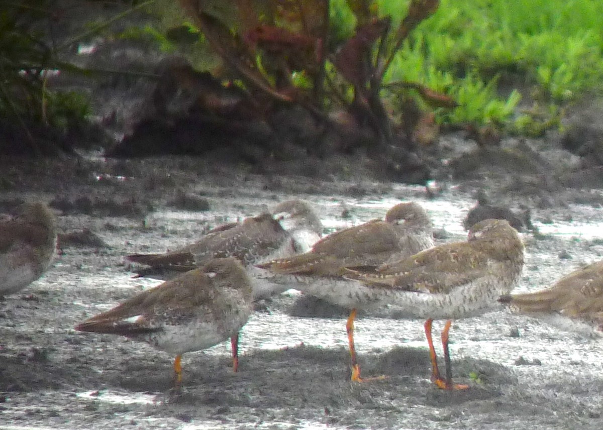 Spotted Redshank - ML227283781