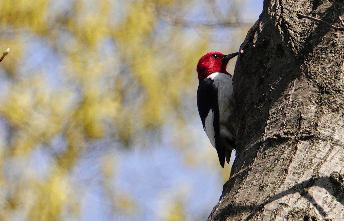 Red-headed Woodpecker - Linda  LaBella
