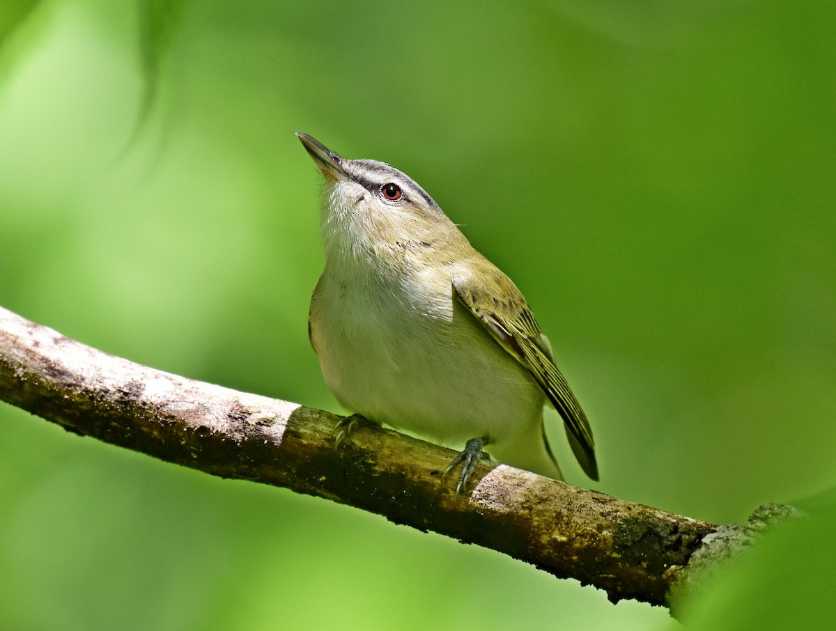 Vireo occhirossi - ML227284231