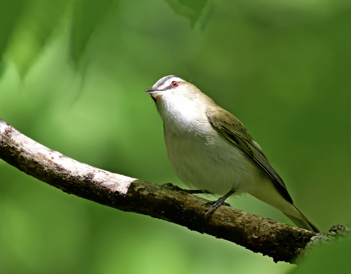 Vireo occhirossi - ML227284251