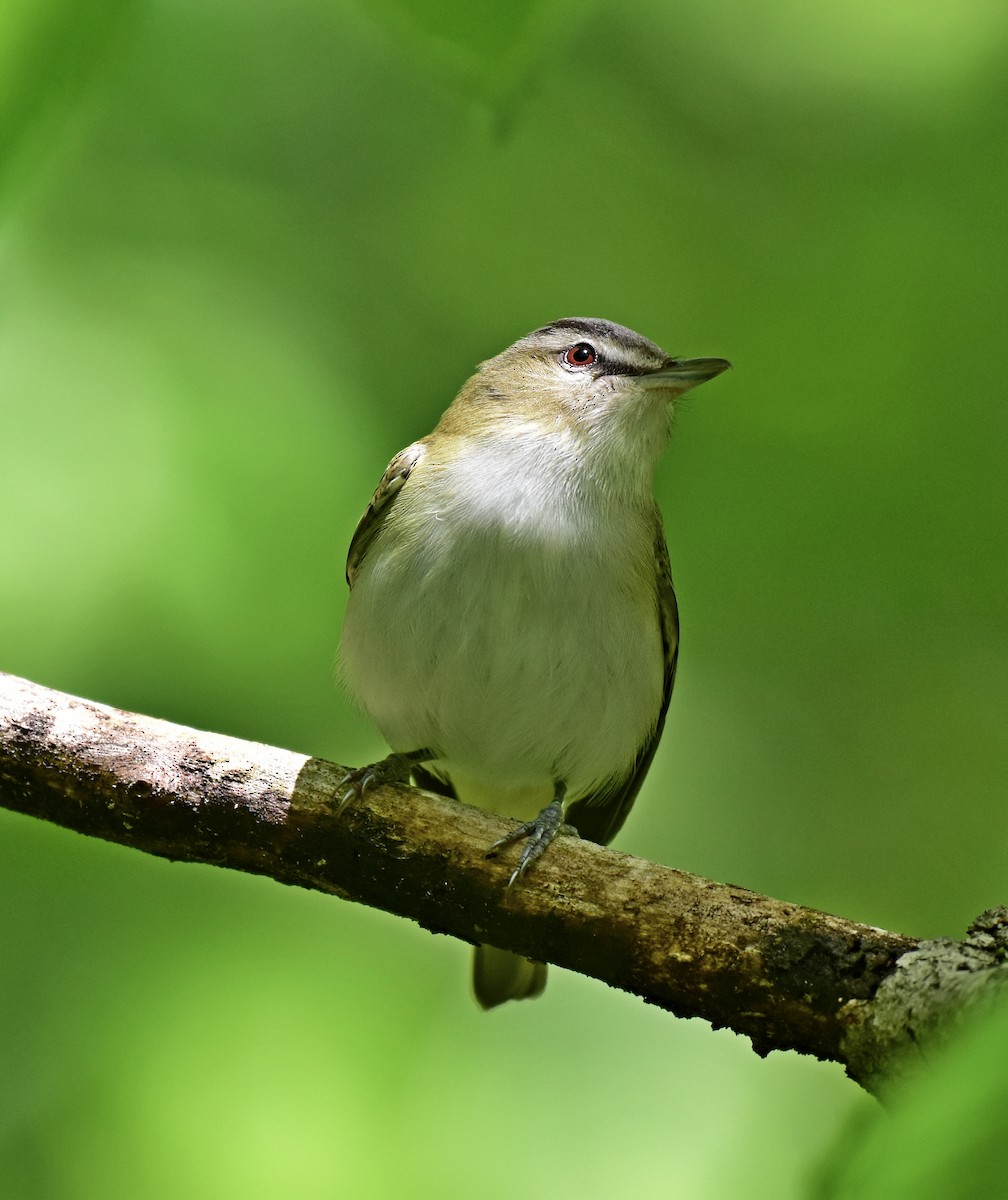 Vireo occhirossi - ML227284261