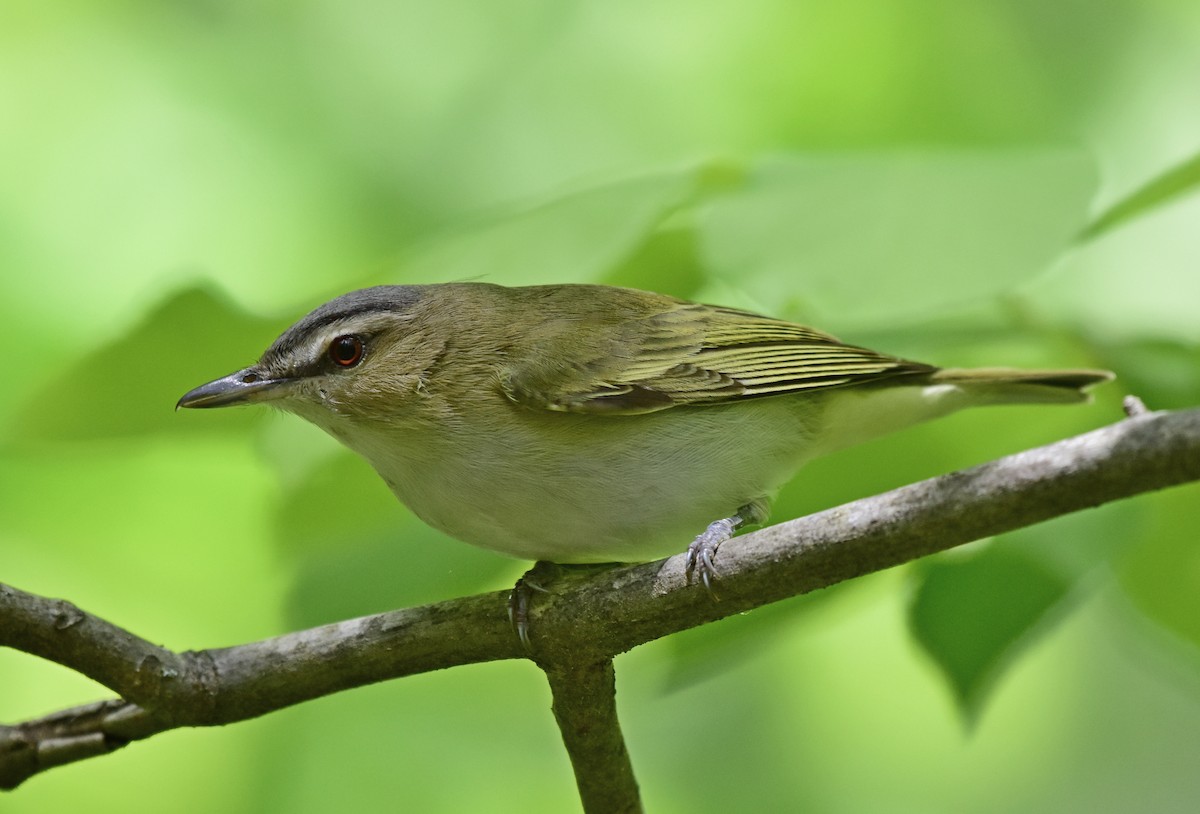 Vireo occhirossi - ML227284371