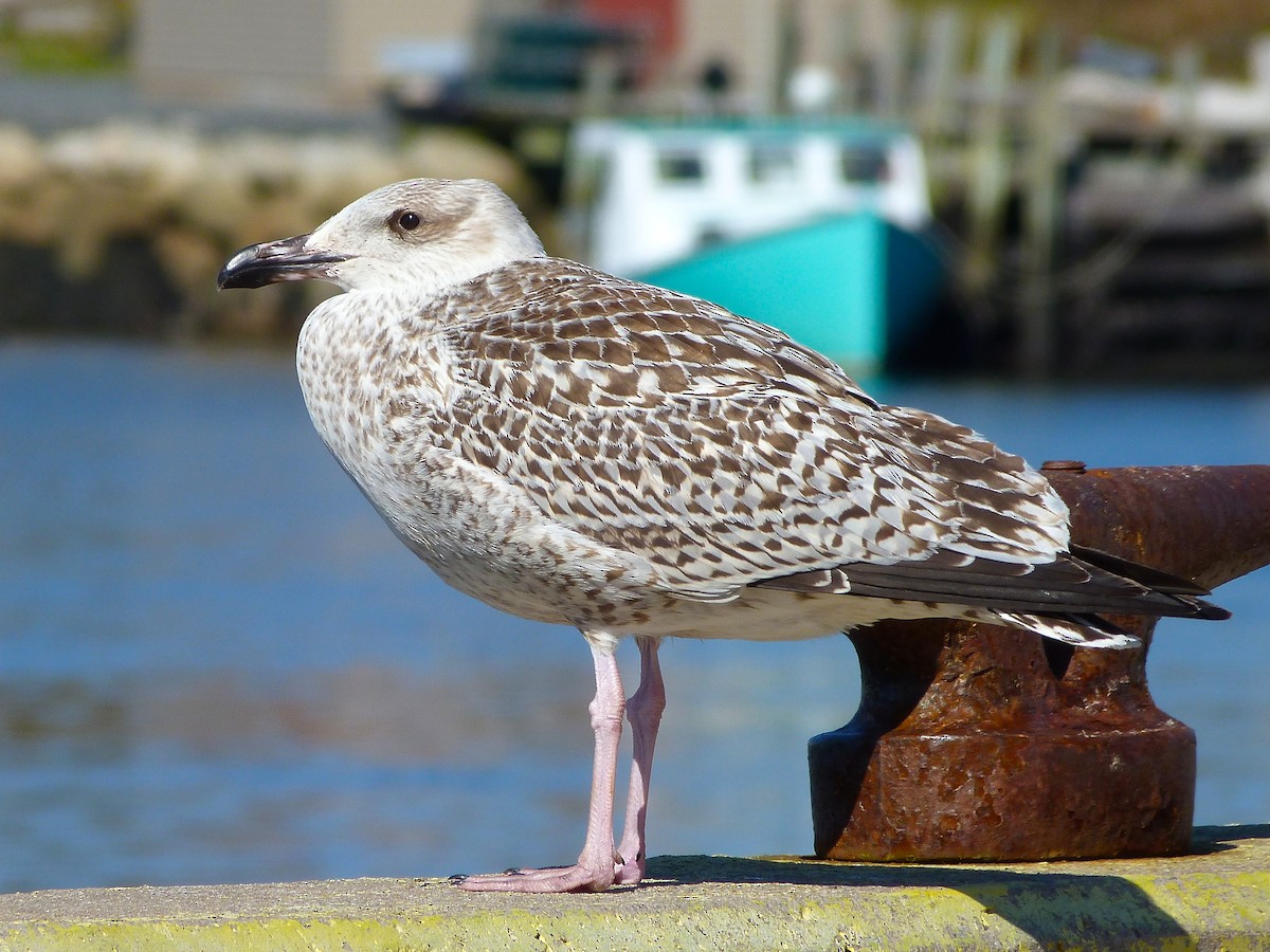 Kaio beltza - ML227287231