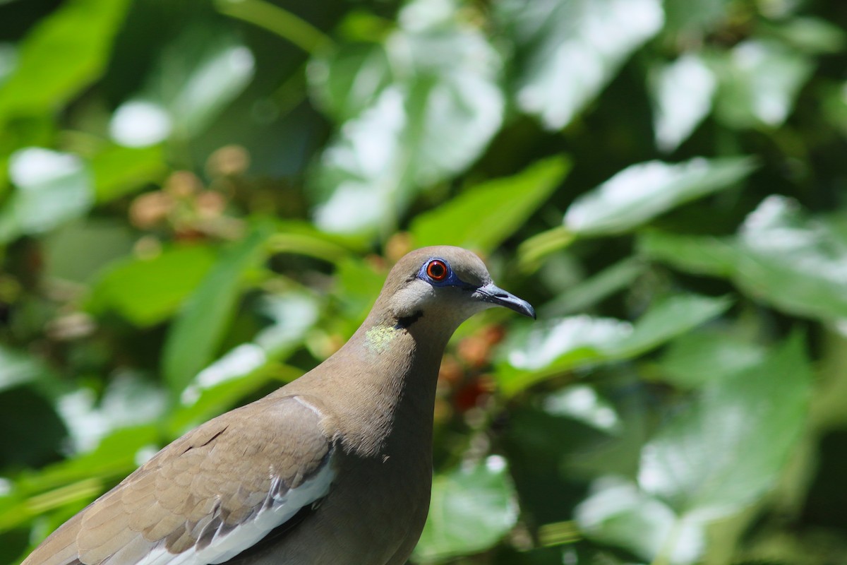 White-winged Dove - John O'Brien