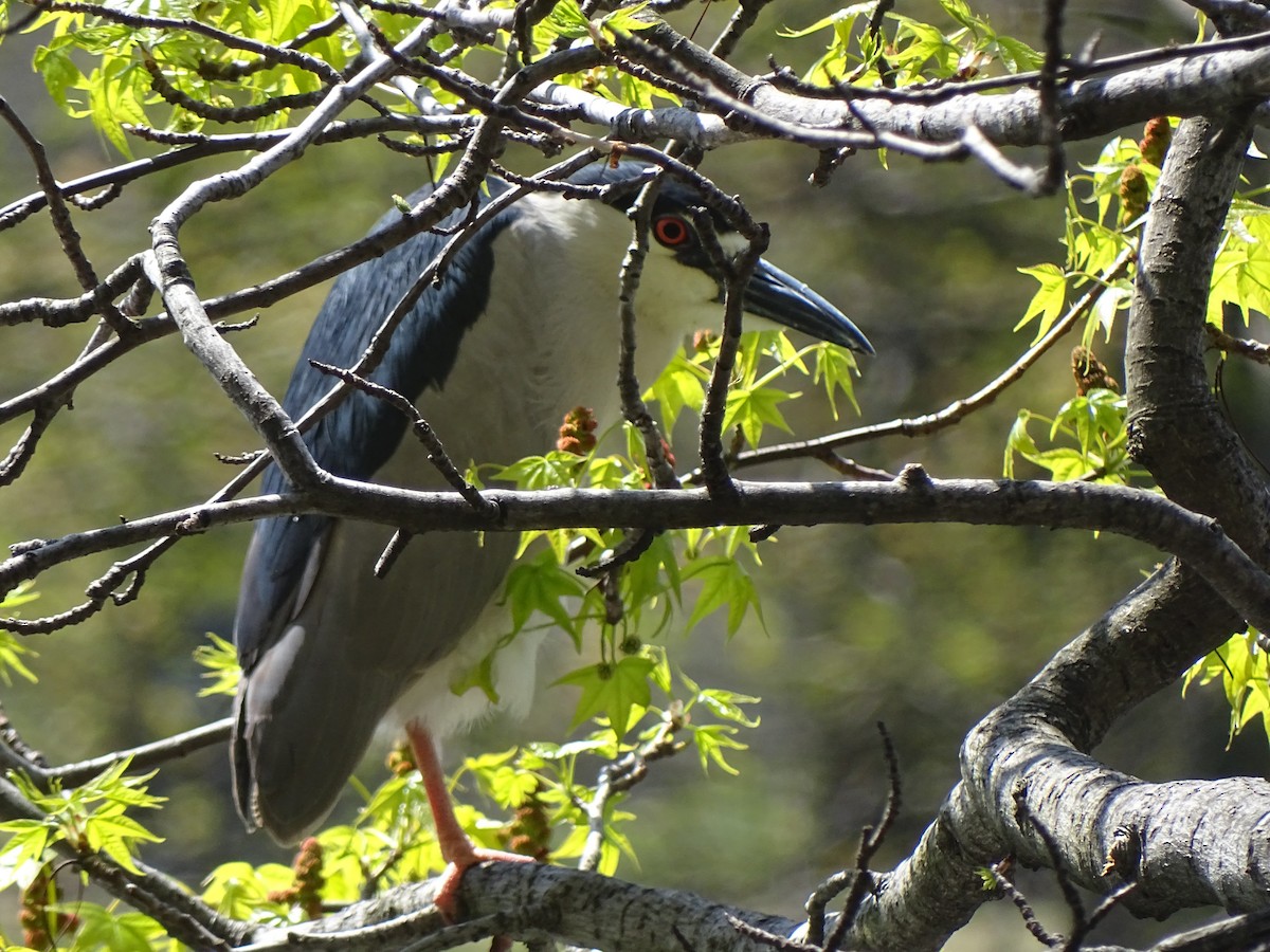 Black-crowned Night Heron - ML227290521