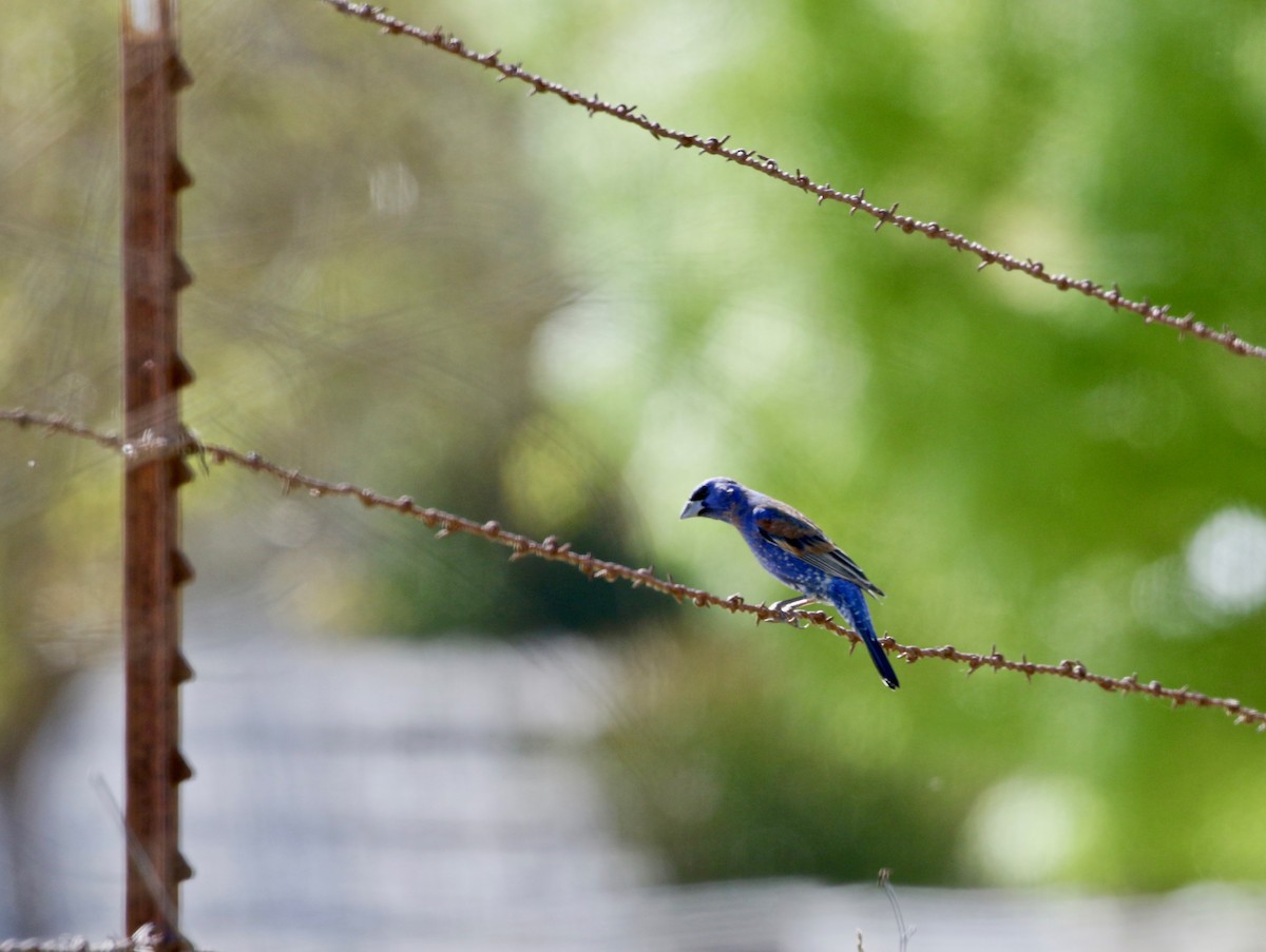 Blue Grosbeak - ML227291281